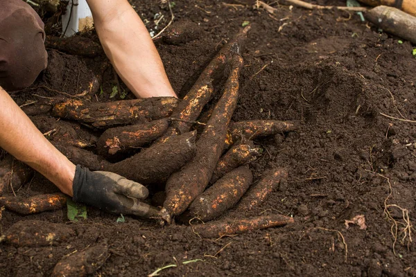Farmářské Ruce Sklízející Kasavu Zemi Manihot Esculenta — Stock fotografie