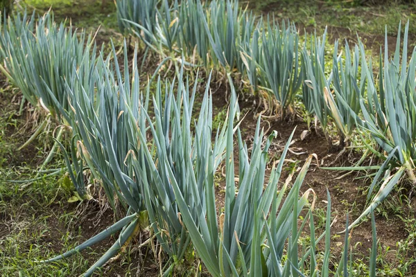 哥伦比亚农场长洋葱的有机种植 长春藤 — 图库照片