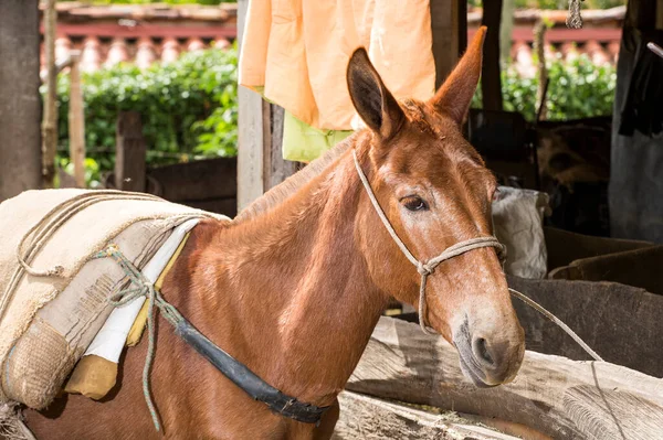 Mule, typical pack animal used in Colombian farms - Equus asinus Equus caballus