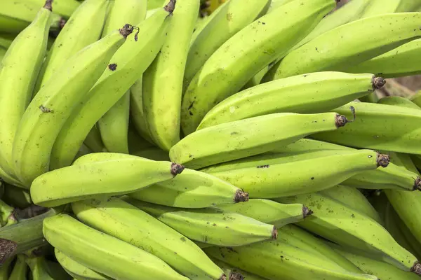Fresh Unripe Banana Harvested Tropical Fruit Green Background — Stock Photo, Image