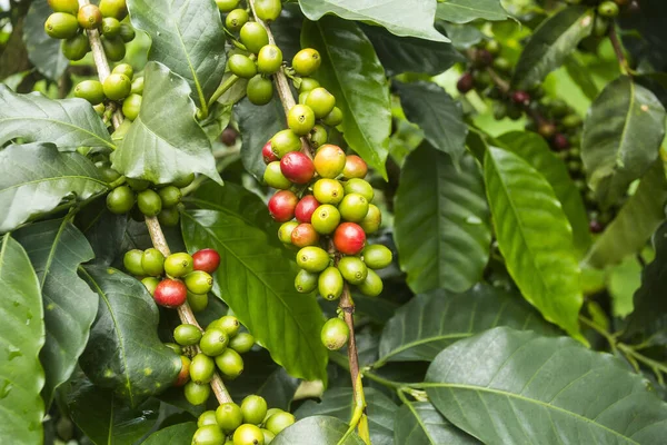 Ekologická Káva Zelenými Červenými Žlutými Fazolemi — Stock fotografie