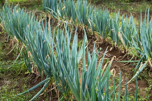 Biologische Teelt Van Lange Uien Colombiaanse Landbouw Allium Fistulosum — Stockfoto