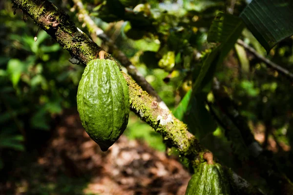 Green Cacao Pod Hangs Tree Cocoa Chocolate Fruit Harvest — Stock Photo, Image