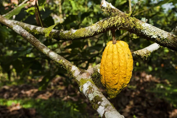 stock image Theobroma cacao - Harvest of cacao chocolate fruit. Yellow cocoa pod hangs on the tree