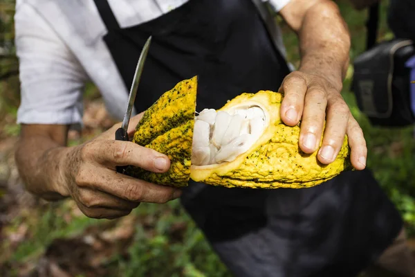 Theobroma Cacao Machete Cutting Cacao Fruit Harvest Time — Stock Photo, Image