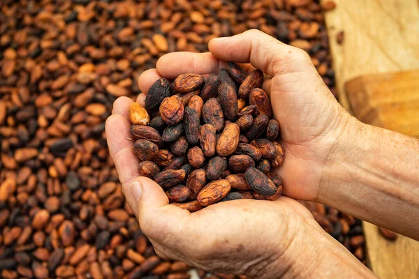 Dried Cocoa Fruits Farmer Hands Theobroma Cacao — Stock Photo, Image