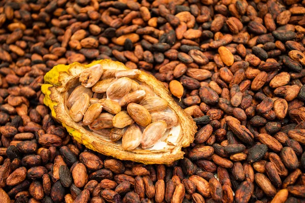 Theobroma Cacao Natural Drying Organic Cocoa — Stock Photo, Image