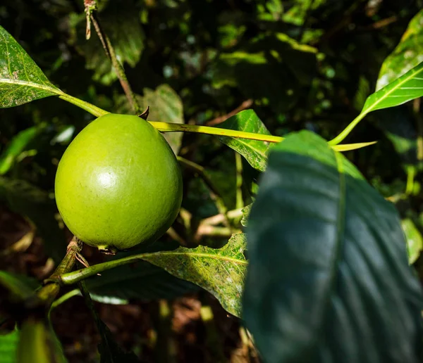 Borojo Fruta Tropical Inmadura Árbol Borojoa Patinoi — Foto de Stock