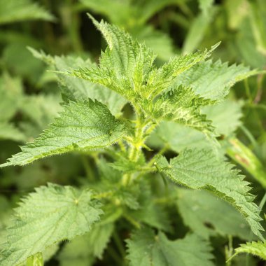 Bahçedeki tıbbi ısırgan otu bitkisi - Urtica