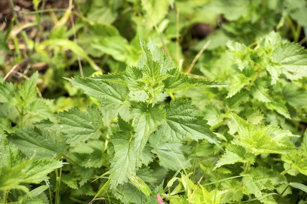 Organiczne Rośliny Pokrzywy Ogrodzie Urtica — Zdjęcie stockowe