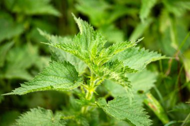 Taze Organik Isırgan Yaprakları - Urtica