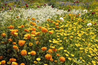 Medellin is partying, the flower fair returns with the parade of silleteros