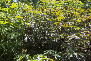 Manihot esculenta - Cassava çiftliği, tapyoka tarlası