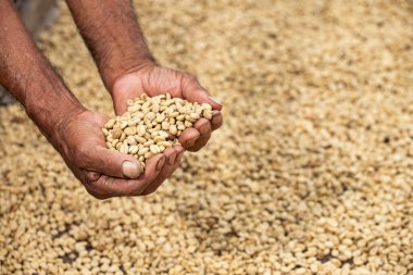 Kolombiyalı kahve çiftçisinin ellerinde organik kavrulmuş kahve.