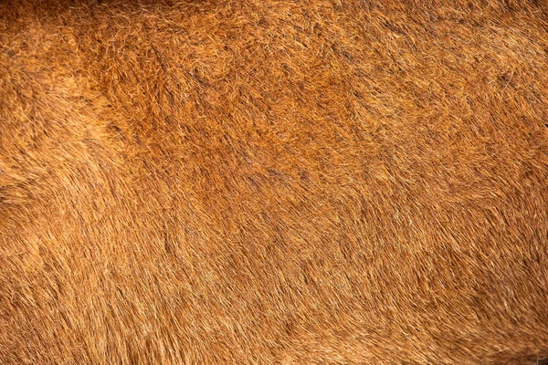 Golvende Bruine Bont Van Geit Close — Stockfoto
