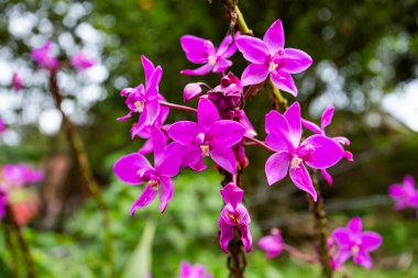 Spatthoglottis plicata - Bahçede mor orkide çiçekleri