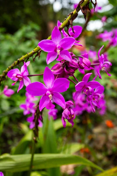 Spathoglottis plicata, commonly known as the terrestrial orchid
