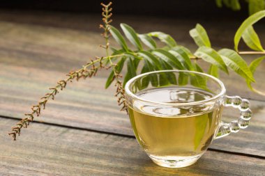 Aloysia citrodora - limon verbena sıcak içecek - organik limon verbena taze bitki