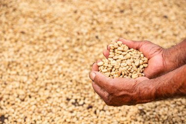 Kolombiyalı kahve çiftçisinin ellerinde kavrulmuş kahve çekirdekleri.