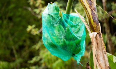 Böceklerden korumak için muz paketliyorum.