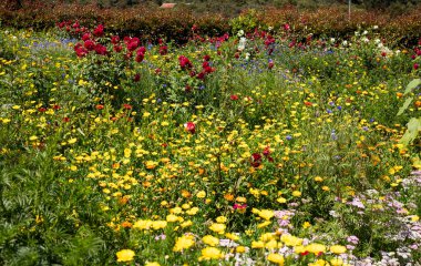 Santa Elena Silletera Çiftliği - Medellin