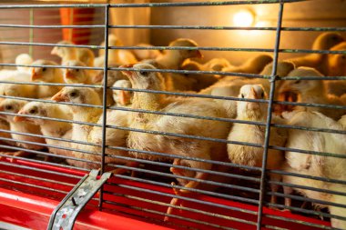 Kolombiya pazarında kafeste satılık küçük piliçler.