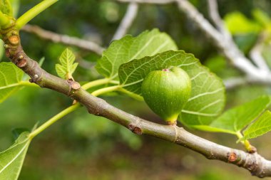 Ficus carica - Yaygın incir, yeşil ağaç, doğa geçmişi