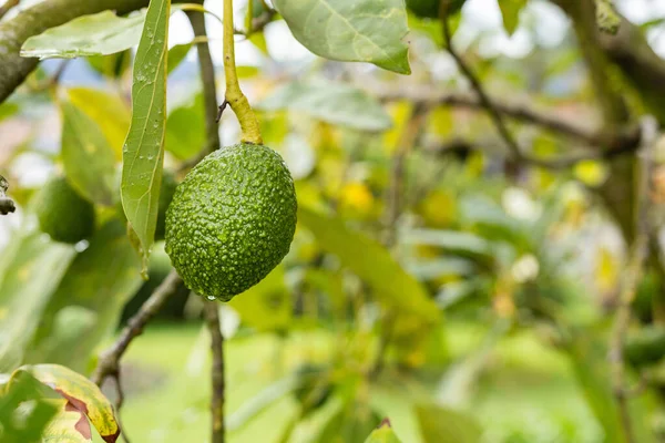 stock image Green ripe avocado fruits hanging on avocado tree plantation - Persea americana