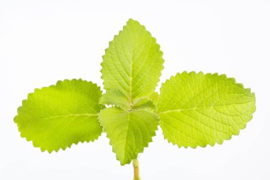 Aromatik şifalı yeşil kekik yaprakları - Plectranthus amboinicus