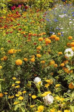 Medellin is partying, the flower fair returns with the parade of silleteros