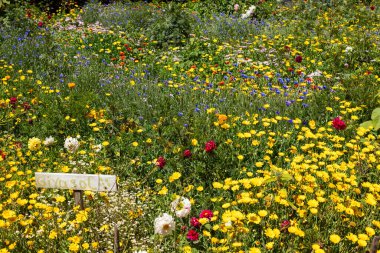 Medellin is partying, the flower fair returns with the parade of silleteros