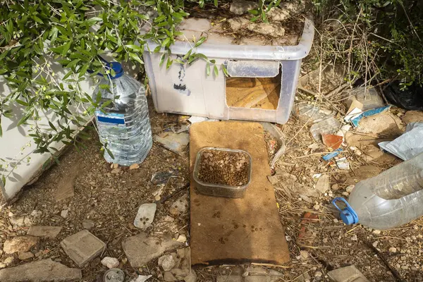 Makeshift home in the woods for homeless cats