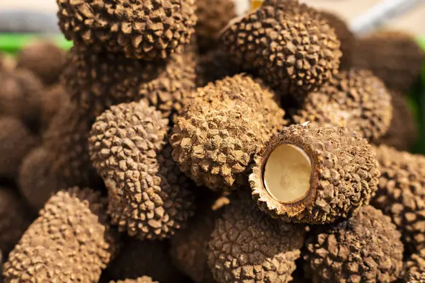 Manicaria saccifera - Sanagua kutsal şifalı meyve