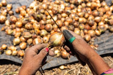 Boyaca, Kolombiya 'dan çiftçilerin elleri soğan topluyor - Allium cepa