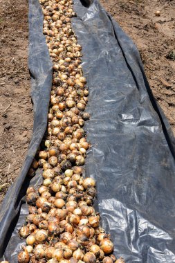 Boyaca, Kolombiya 'nın tarım tarlalarında soğan hasadı - Allium cepa