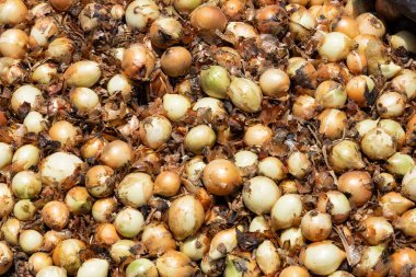 Allium cepa - Kolombiya Boyaca 'nın tarım arazilerinde soğan hasadı