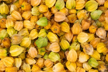 Kolombiya köylü pazarında bektaşi üzümü - Physalis Peruviana