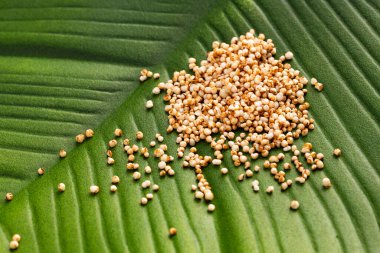 Amaranthus tohum yığını..