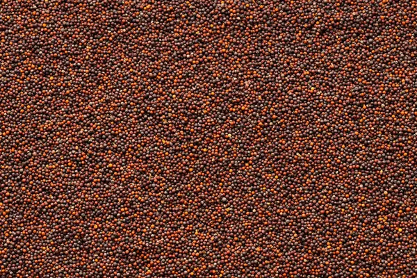 stock image Brassica juncea - Pile of brown mustard seeds.