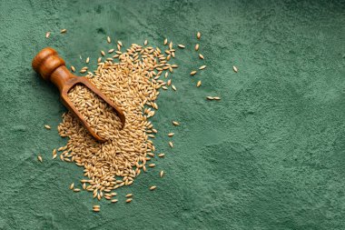 Kanarya ve papağan yiyeceği için organik ve kurutulmuş tohumlar - Phalaris kanarya.