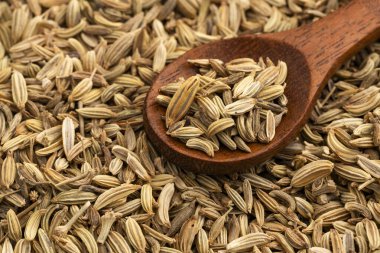 Foeniculum vulgare - kaşıkta kurutulmuş organik rezene tohumları.