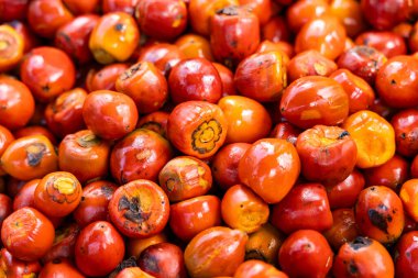 Chontaduro fruit of the amazon palm tree - Bactris gasipaes. clipart