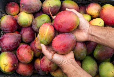 Mango Tommy Kolombiya pazar meydanındaki çiftçinin elinde Mangifera indica