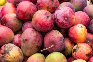 Mango tommy meyvesi geleneksel Kolombiya pazarında - Mangifera indica