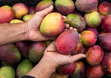Mangifera indica - Mango Tommy Kolombiya pazar meydanındaki çiftçinin elinde