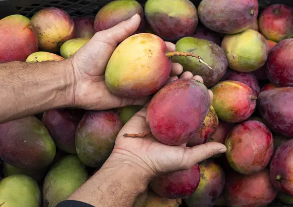 Mangifera indica - Mango Tommy Kolombiya pazar meydanındaki çiftçinin elinde