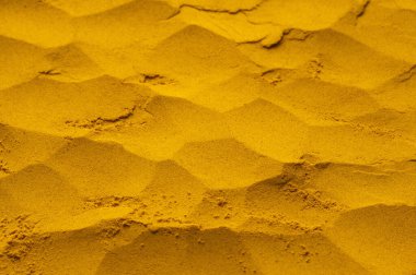 Zerdeçal çok sağlıklı bir türdür - Curcuma longa