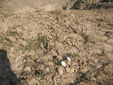 Yaşamın gücü. Hasarlı topraklarda çiçekler