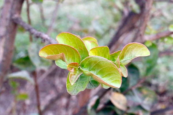Piękna Natura Zielony Liść Pąki — Zdjęcie stockowe