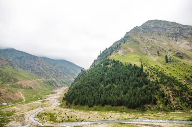 Fine Trees forest Landscape Naran Jhalkand 